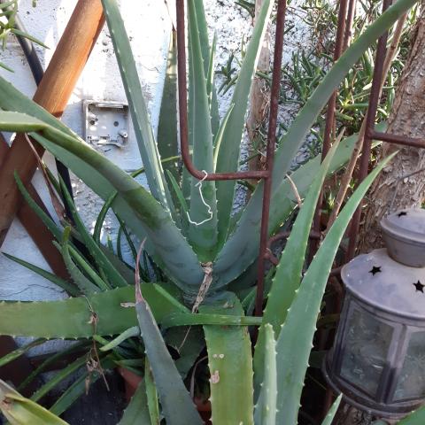 troc de  Aloe vera, sur mytroc