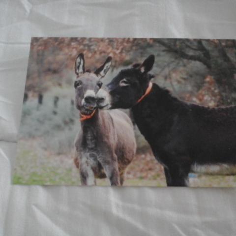 troc de  Carte postale couple de 2 ânes se câlinant, sur mytroc