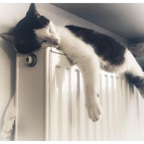troc de  GARDE CHAT/CHIEN, sur mytroc