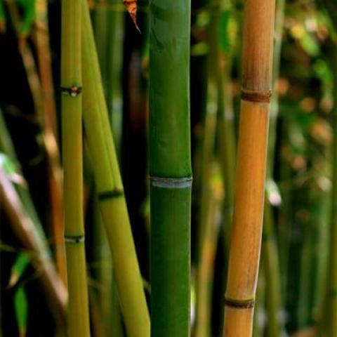 troc de  Propose bambou, sur mytroc
