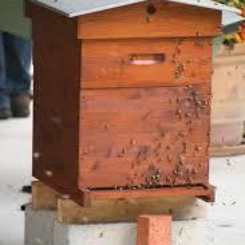 troc de  URGENT : Recherche ruche à cadres, sur mytroc