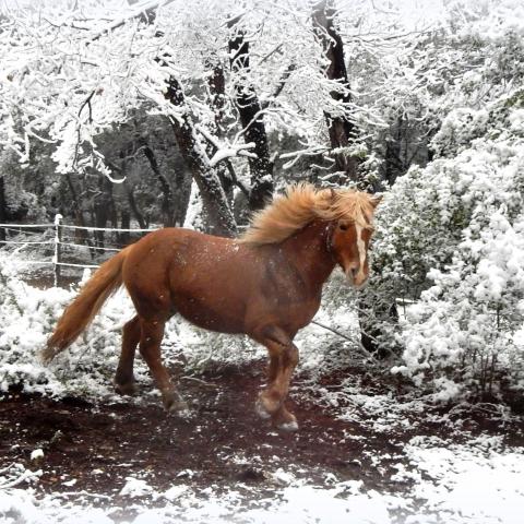 troc de  fumier de cheval, sur mytroc