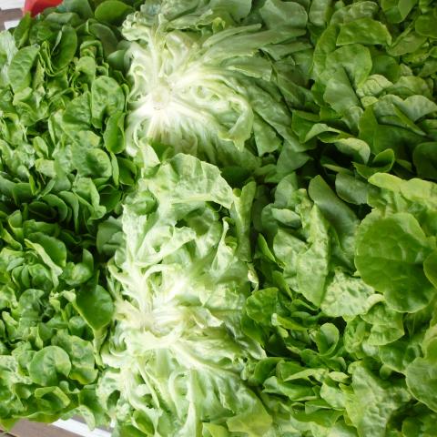 troc de  Echange légumes contre oeufs, sur mytroc