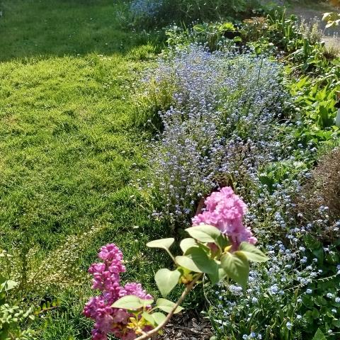 troc de  Propose pieds de myosotis, sur mytroc