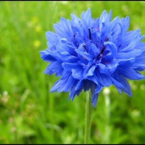 troc de  Rupture____Graines de Bleuet (Centaurea cyanus), sur mytroc