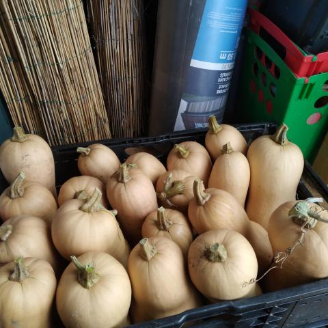troc de  Butternut du jardin, sur mytroc