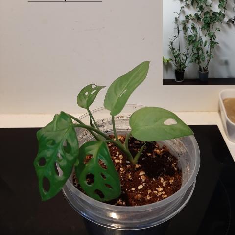 troc de  Monstera Adansonii, sur mytroc