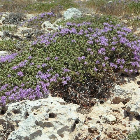 troc de  recherche graines de thym serpolet rampant, sur mytroc