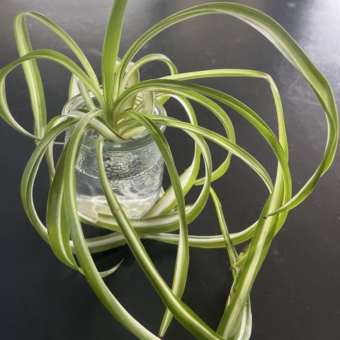 troc de  « Plante araignée », sur mytroc