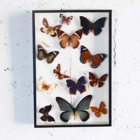 troc de  recherche papillons sous verre, sur mytroc