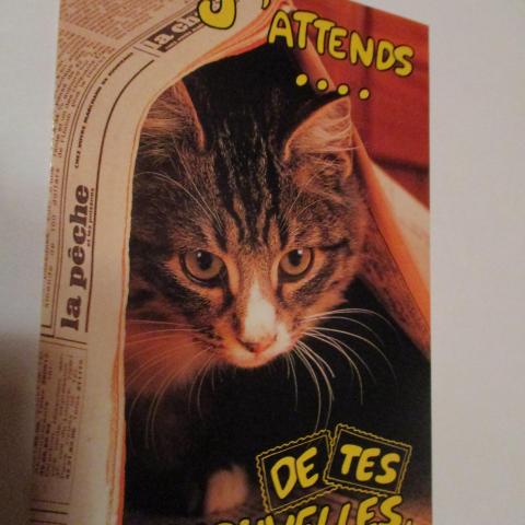 troc de  carte postale chat, sur mytroc