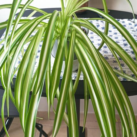 troc de  Troc une plante, sur mytroc
