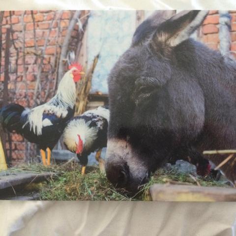 troc de  Carte postale âne et 2 poules papier glacé brillant, sur mytroc