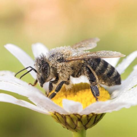troc de  Initiation apiculture, sur mytroc