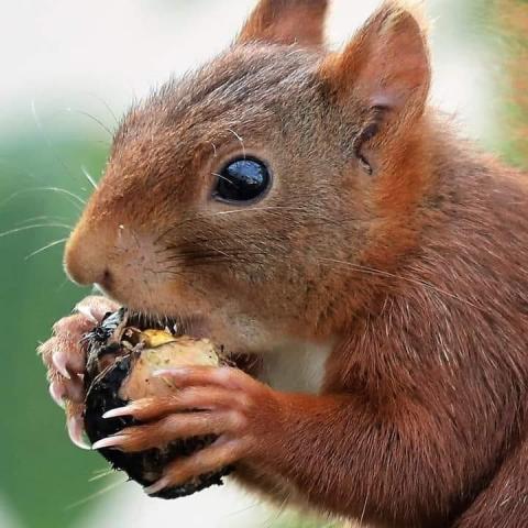 troc de  Pour DIVERSTROC, sur mytroc