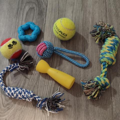 troc de  Jouet pour chien, sur mytroc