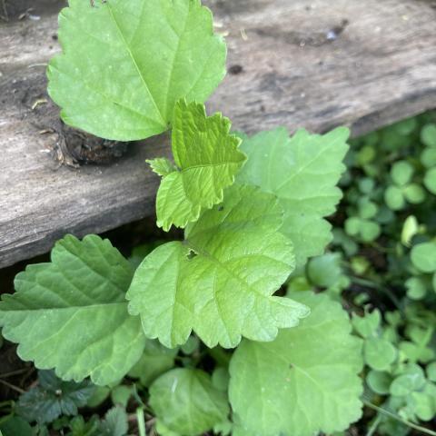 troc de  Plant d’Althéa, sur mytroc