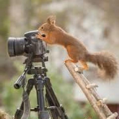 troc de  Chercher Polaroid instantané, sur mytroc