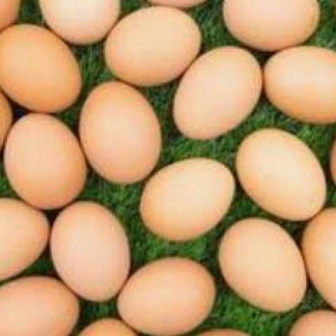troc de  oeufs de mes poules, sur mytroc