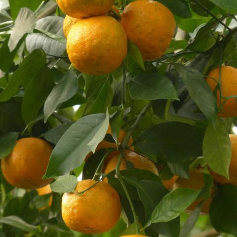 troc de  oranges amères, sur mytroc