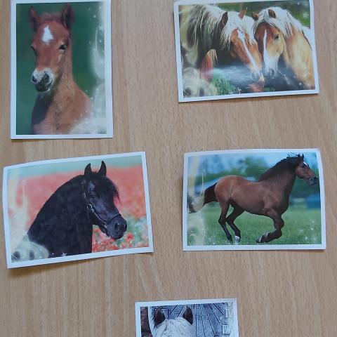 troc de  Stickers thème sur les chevaux, sur mytroc