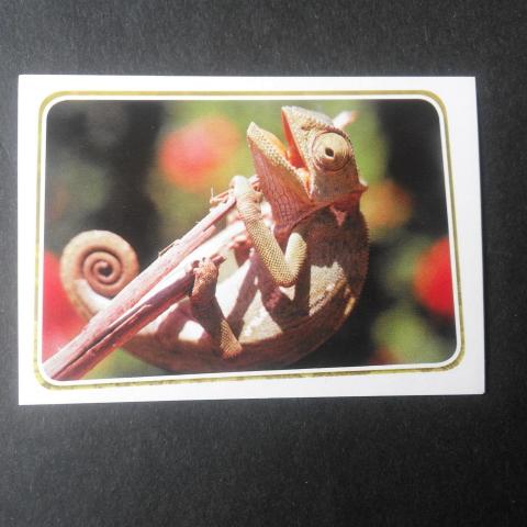 troc de  Adorables bébé animaux - N° 220 - Sticker Panini, sur mytroc