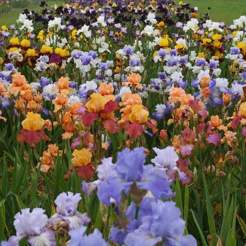 troc de  recherche rhizomes iris, sur mytroc