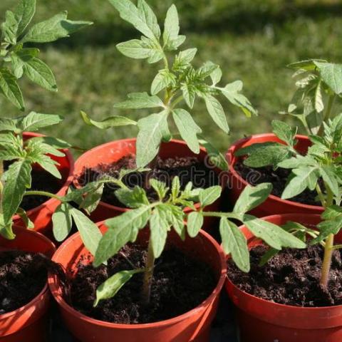 troc de  Jeunes plants de tomate, sur mytroc