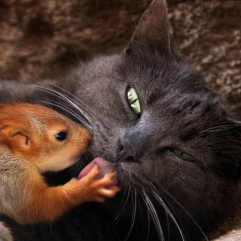 troc de  Recherche croquettes/ pâtée, sur mytroc