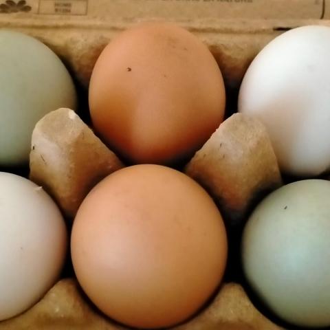 troc de  6 oeufs frais, sur mytroc