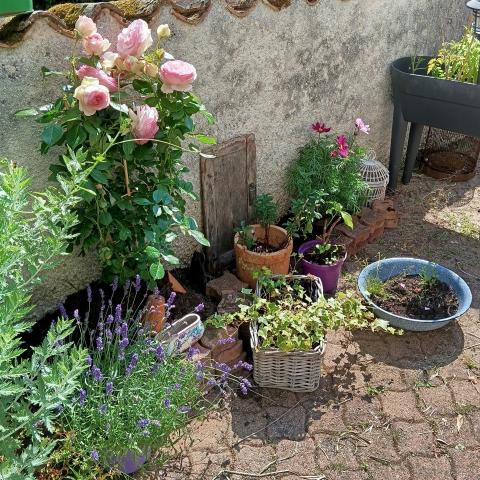 troc de  Plantes du jardin, sur mytroc