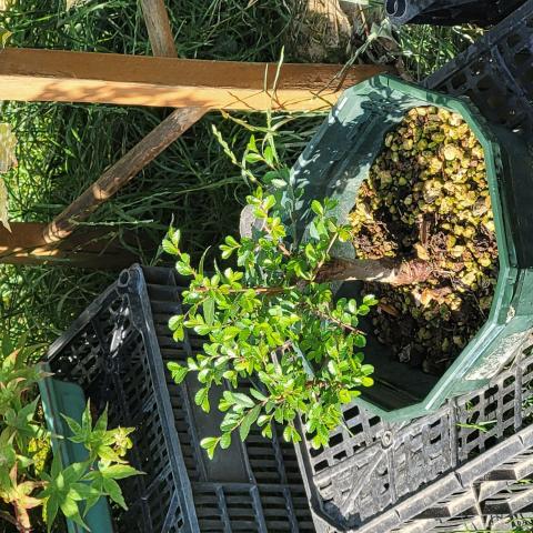 troc de  Prêt arbre en pot, sur mytroc