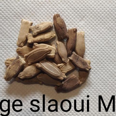 troc de  Courge slaoui Maroc, sur mytroc