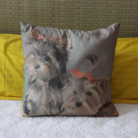 troc de  Coussin Yorshire Terrier, sur mytroc