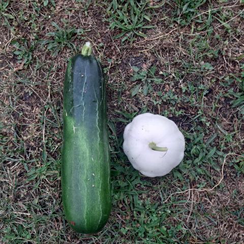 troc de  courgette / patisson, sur mytroc