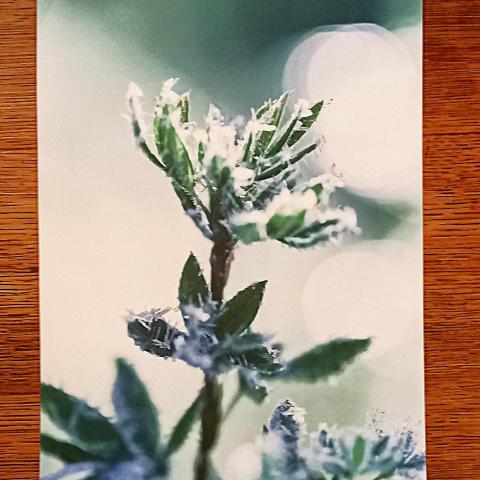 troc de  Affiche "Là tout simplement sous la neige qui tombe"., sur mytroc