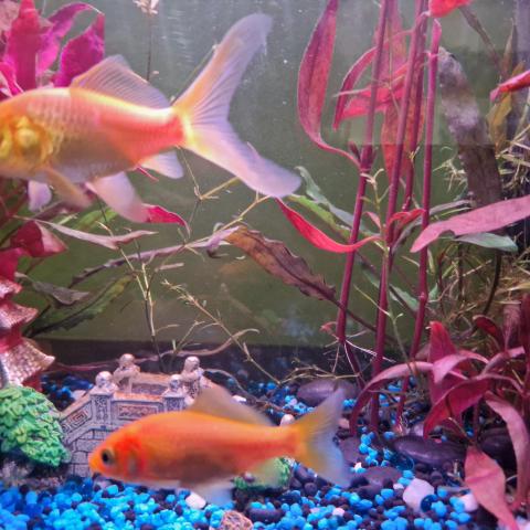 troc de  Échange deux poissons rouges contre petits poissons, sur mytroc