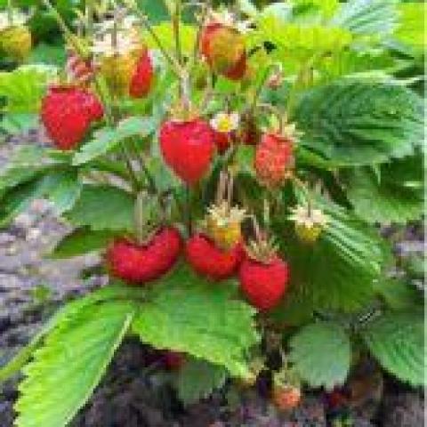 troc de  Réservé 3 plants de fraisiers gariguette, sur mytroc