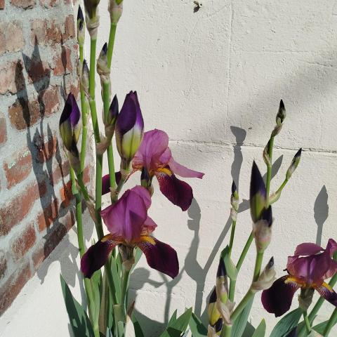 troc de  Iris, sur mytroc