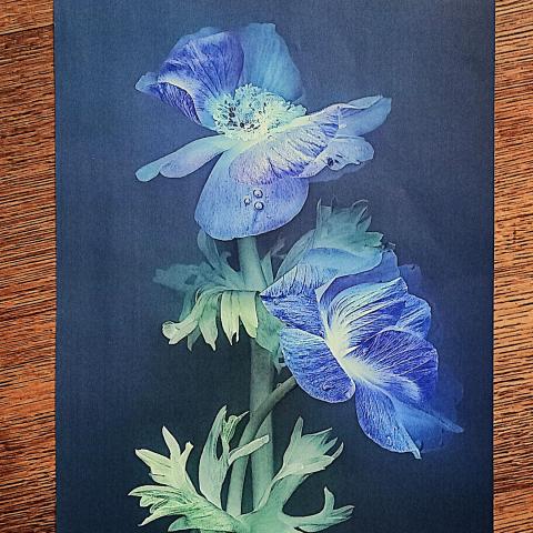 troc de  Affiche "Les fleurs"., sur mytroc