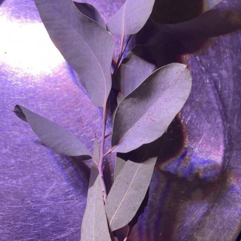 troc de  Feuilles d’eucalyptus séchées 10 g, sur mytroc
