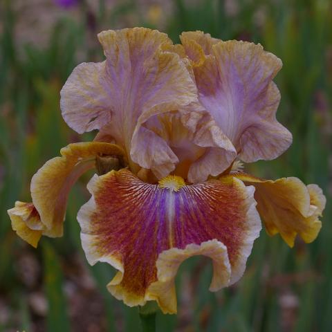 troc de  Recherche jolis iris pour mon jardin, sur mytroc