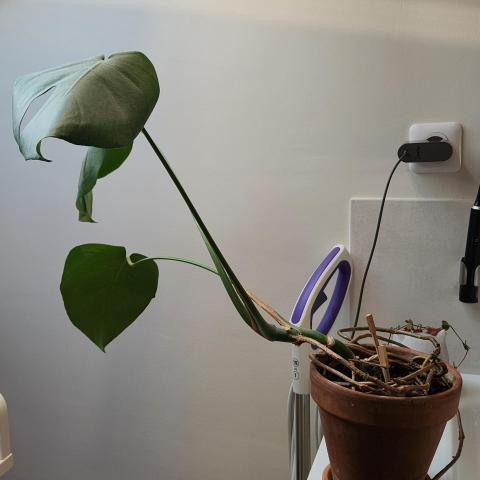 troc de  Monstera, sur mytroc