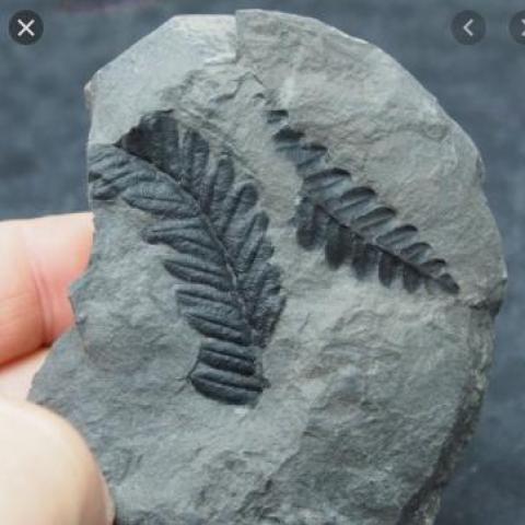 troc de  Fossil ou jolie cailloux, sur mytroc