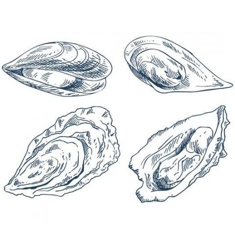 troc de  recherche coquillages creux, sur mytroc