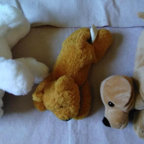 troc de  lot 3 peluches, chien, très bon état, sur mytroc