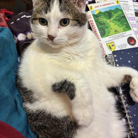 troc de  Cherche gardien/gardienne pour mon chat, sur mytroc