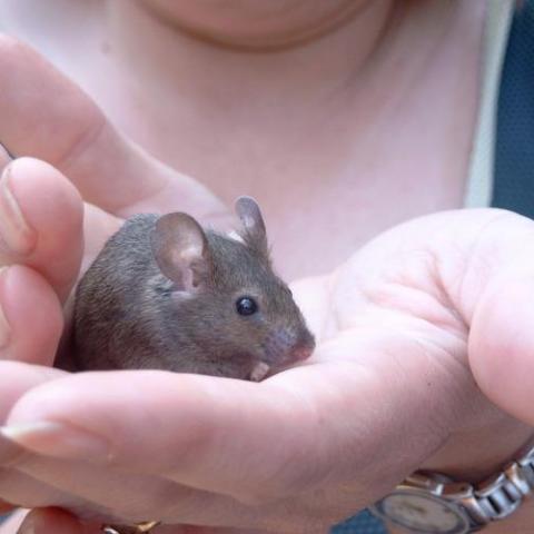 troc de  Recherche un lieu sanctuarisé pour souris en Ile de France, sur mytroc