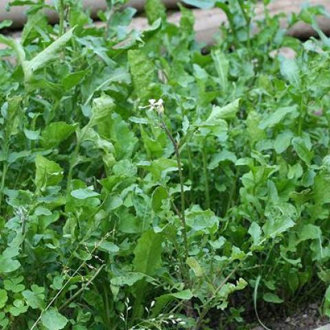 troc de  Graines de roquette de mon jardin, sur mytroc