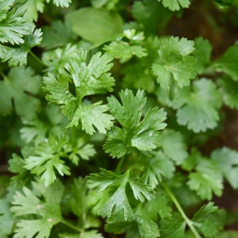 troc de  Graines de coriandre, sur mytroc